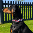 Braided Dog Collar