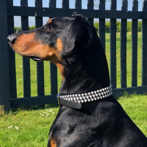 Braided Dog Collar