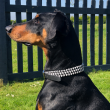 Braided Dog Collar